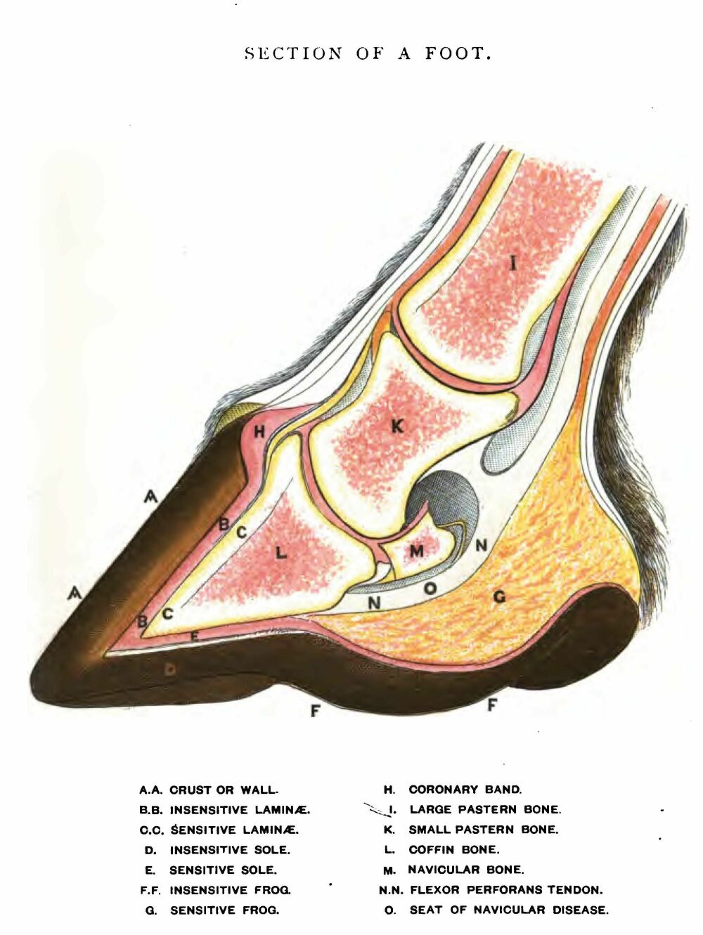 Hoofsmart · Anatomy Normal Hoof Cross Section Drawing Labeled