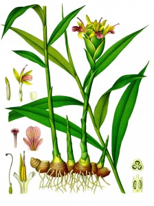 Zingiber officinale 