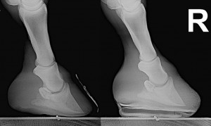 xrays of foundered hoof with and without Equicast