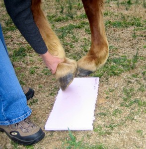 Place the horse's hoof on the foam board.