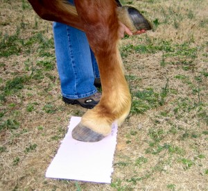 Lift the other foot to fully weight the hoof on the ground.