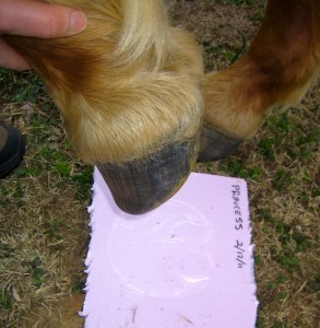 Carefully lift the hoof off the foam board.