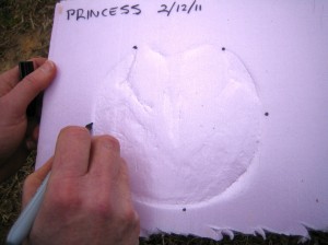 Use the Sharpie to draw dots on the outline of the hoof wall.