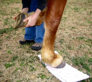 Lift the opposite hoof to make the second impression.