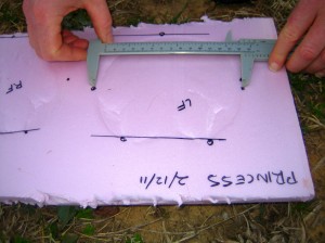 Measure the width of the hoof wall.