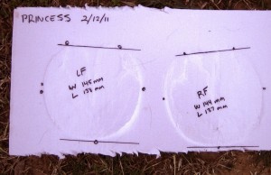 Hoof boot sizing measurements completed.